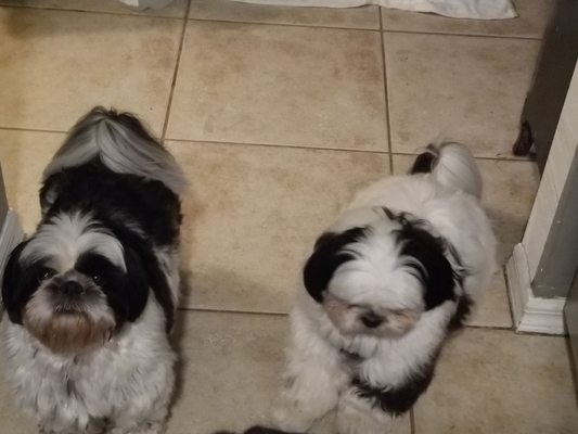 Waggington private doggie daycare and boarding