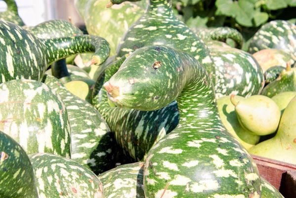 Goebbert's Farm - South Barrington by null