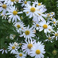 Putnam Hill Nursery - Kalimeris 'Daisy Mae'