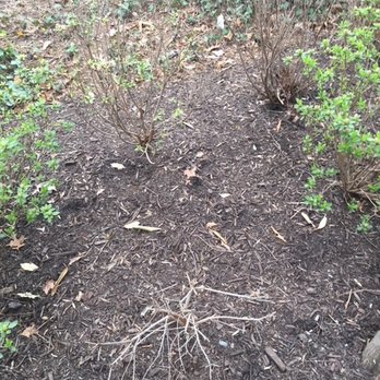 D. A. Dunlevy - More dead azaleas that Dunlevy did not replace, even though guaranteed. - Landscaping Near Me - Poolesville, Maryland D. A. Dunlevy - More dead azaleas that Dunlevy did not replace, even though guaranteed. - Landscaping Near Me - Poolesville, Maryland