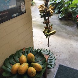 Fresh papayas and bananas & banana bread and coffee available for breakfast each day. You have to bring coffee cups from the room.
