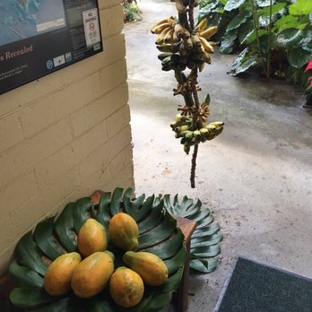 Dolphin Bay Hotel - Fresh papayas and bananas & banana bread and coffee available for breakfast each day. You have to bring coffee cups from the room. - Hotels Near Me - Hilo, Hawaii