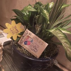Judy's Secret Garden - 5plants1potw/bday card and lable