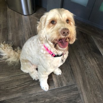 Go Dogs Go - After! - Pet Groomers Near Me - Long Beach, California