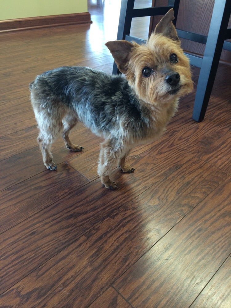 DEB’S PET SALON & 4 DS RED WOOF INN BOARDING - Updated January 2025