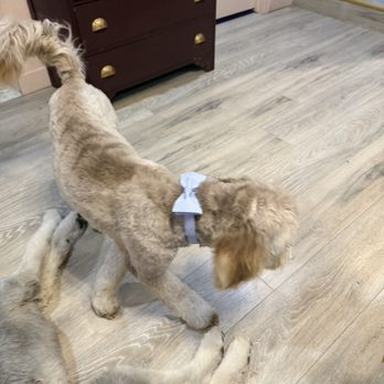 Pawlished Paws Boutique & Spa - Pet Stores Near Me - Riverside, California