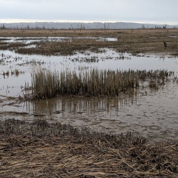 Wiley Slough - Wildlife Control Near Me - Mount Vernon, Washington