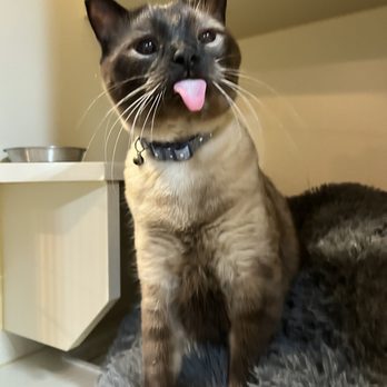 Tails Up - A happy Rosco! (I'm the standard cat condo top part) - Pet Boarding Near Me - Castle Rock, Colorado