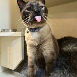 Tails Up - A happy Rosco! (I'm the standard cat condo top part)