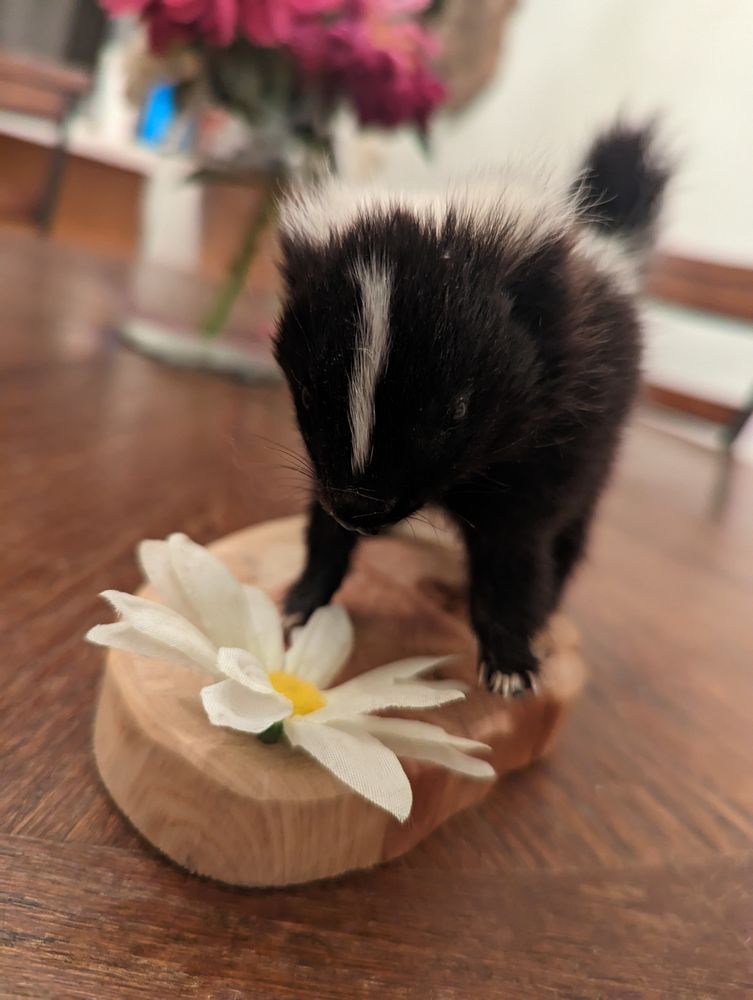 Rancak Taxidermy - taxidermy in cary, IL