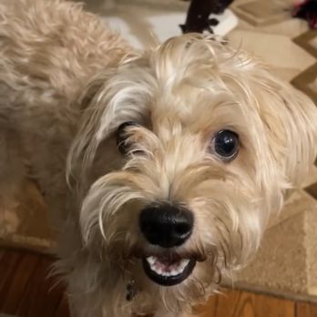 Pet Supplies Plus Oceanside - The morning of grooming - Pet Stores Near Me - Oceanside, New York
