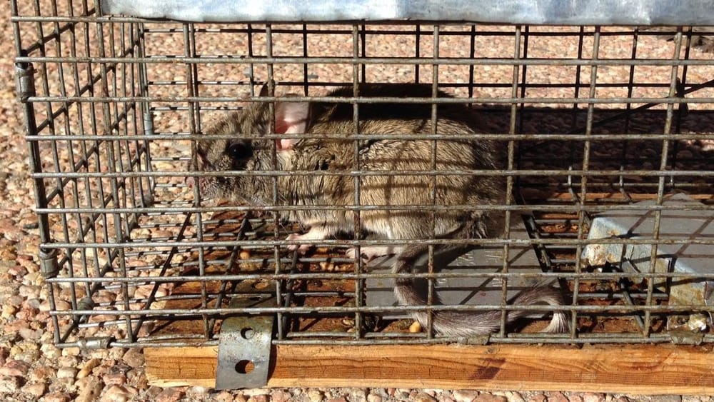 CRITTER GITTERZ Updated September 2024 17 Photos Littleton