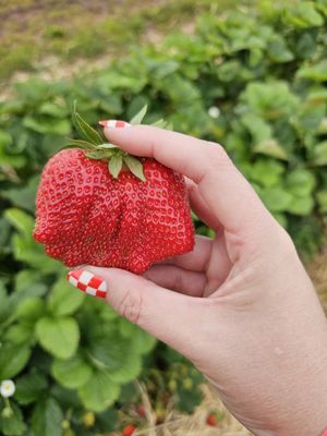 Phillips Farms Market by null