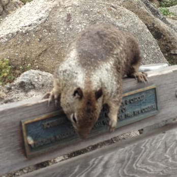 Lovers Point Park - More plague squirrels (so cute.. don't touch!) - Parks Near Me - Pacific Grove, California Lovers Point Park - More plague squirrels (so cute.. don't touch!) - Parks Near Me - Pacific Grove, California