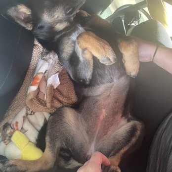 Werewolf - Saylor was completely relaxed in the booth at Werewolf. - Breakfast & Brunch Near Me - San Diego, California