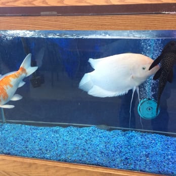 China One Express - The fighting fish! - Chinese Near Me - Lancaster, New York