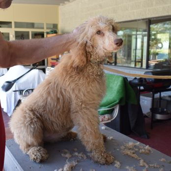 Animal Kingdom - First thing, remove her fur so drinking water isn't such a mess. - Pet Stores Near Me - Tucson, Arizona