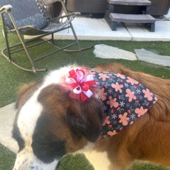Vanity Fur Menifee - Kona - Pet Groomers Near Me