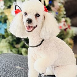 Jennie’s Doggie Styling