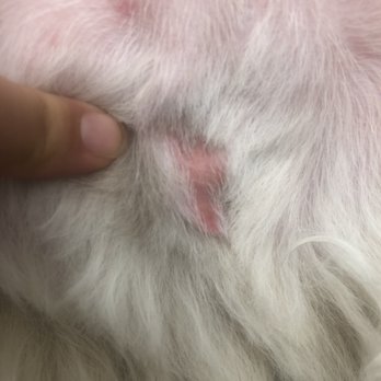 Man's Best Friend - Scrotum sac day of trim - Pet Groomers Near Me - Las Vegas, Nevada Man's Best Friend - Scrotum sac day of trim - Pet Groomers Near Me - Las Vegas, Nevada