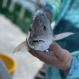 Nice mangrove snapper