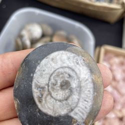 Pueblo Gem & Mineral Show