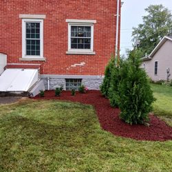Steve Danylko Landservice - New landscape installation containing arborvitae shrubs and red mulch