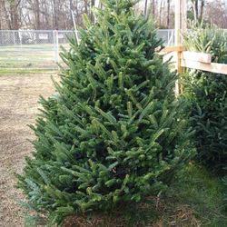 Hughes Road Tree Farm
