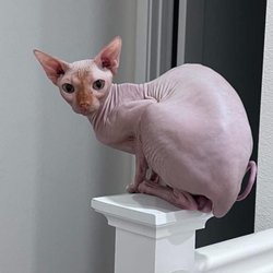 Trustee Tails