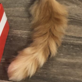 PetSmart Grooming - His tail, was not touched. - Pet Stores Near Me - Gainesville, Virginia