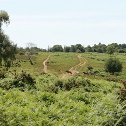 High Corner inn - Horses in New Forest near High Corner car park