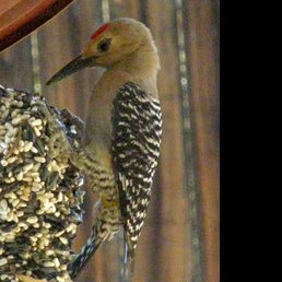 Male Gila woodpecker Male Gila woodpecker