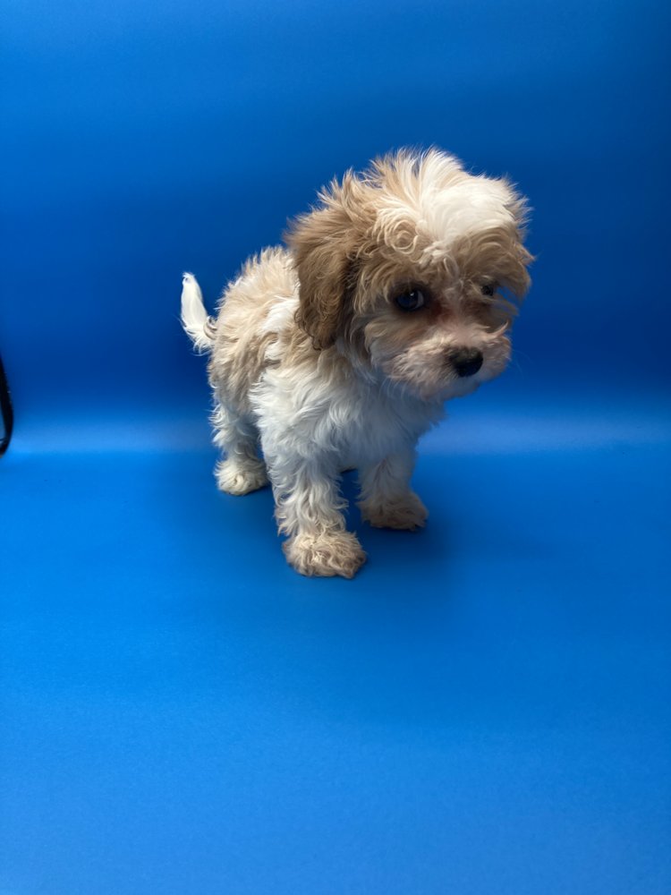 DESIGNER PUPPIES OF LOUISIANA Updated September 2024 13 Photos