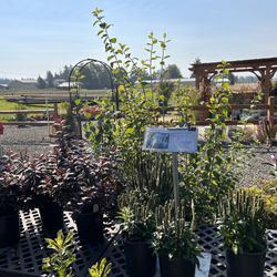 Northwood Nursery
