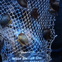 Sea Life - Haifischeier