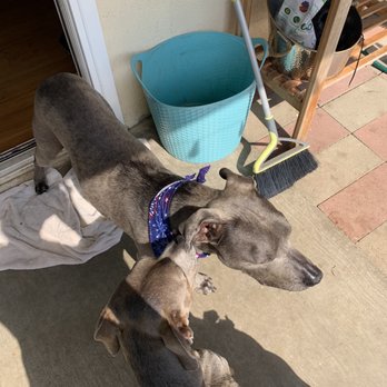 Salty Paws Grooming Studio - Axle being smelled up by his brother Torque. - Pet Groomers Near Me - Huntington Beach, California