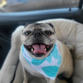 Going Mutts Pet Grooming - Pet Groomers Near Me - Bakersfield, California