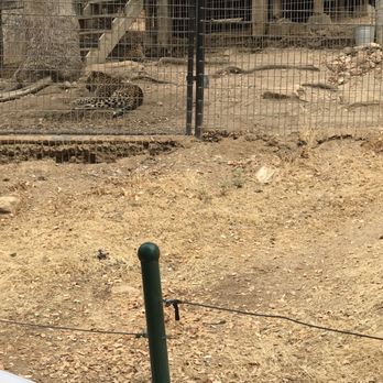 Project Survival's Cat Haven - Zoos Near Me - Dunlap, California