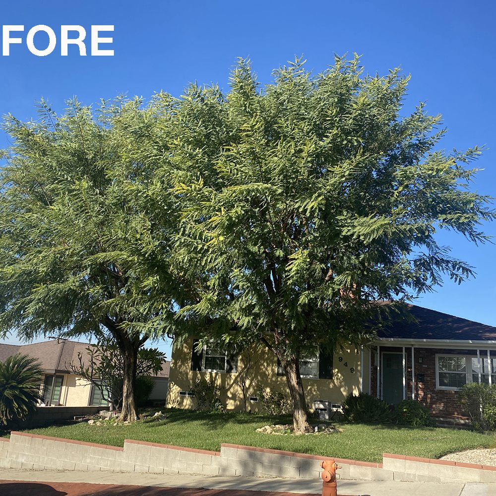 Best Trees to Plant in California: Top Picks for Thriving Gardens 2 Best Trees to Plant in California: Top Picks for Thriving Gardens