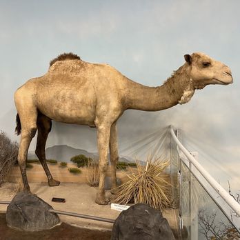 Rosenbruch Wildlife Museum - Museums Near Me - St. George, Utah Rosenbruch Wildlife Museum - Museums Near Me - St. George, Utah
