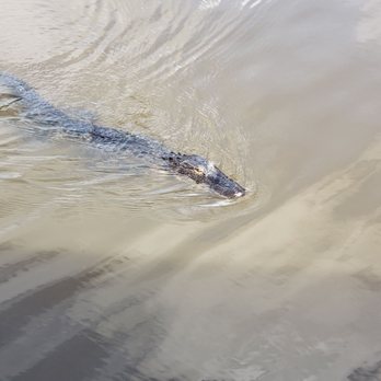 Ultimate Swamp Adventures - 6 foot alligator - Tours Near Me - Westwego, Louisiana Ultimate Swamp Adventures - 6 foot alligator - Tours Near Me - Westwego, Louisiana