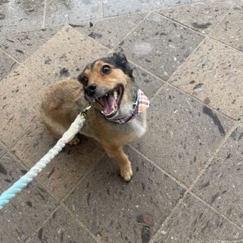 Barking Spot - Happy pup - Pet Stores Near Me - Chula Vista, California