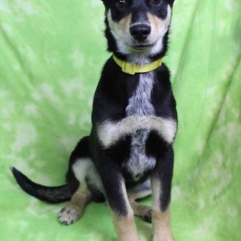Rocky Mountain Puppy Rescue - Animal Shelters Near Me