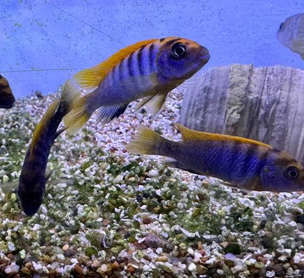 The Fish Guys by null