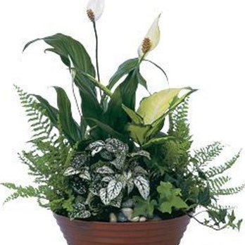 Schaaf Floral - What was ordered - Florists Near Me - Minneapolis, Minnesota Schaaf Floral - What was ordered - Florists Near Me - Minneapolis, Minnesota
