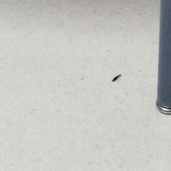 Loma Linda University Kidney Center - Bug infested in room where children do dialysis