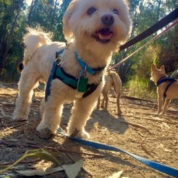 One of the great photos Matt sent me of my dog. One of the great photos Matt sent me of my dog.