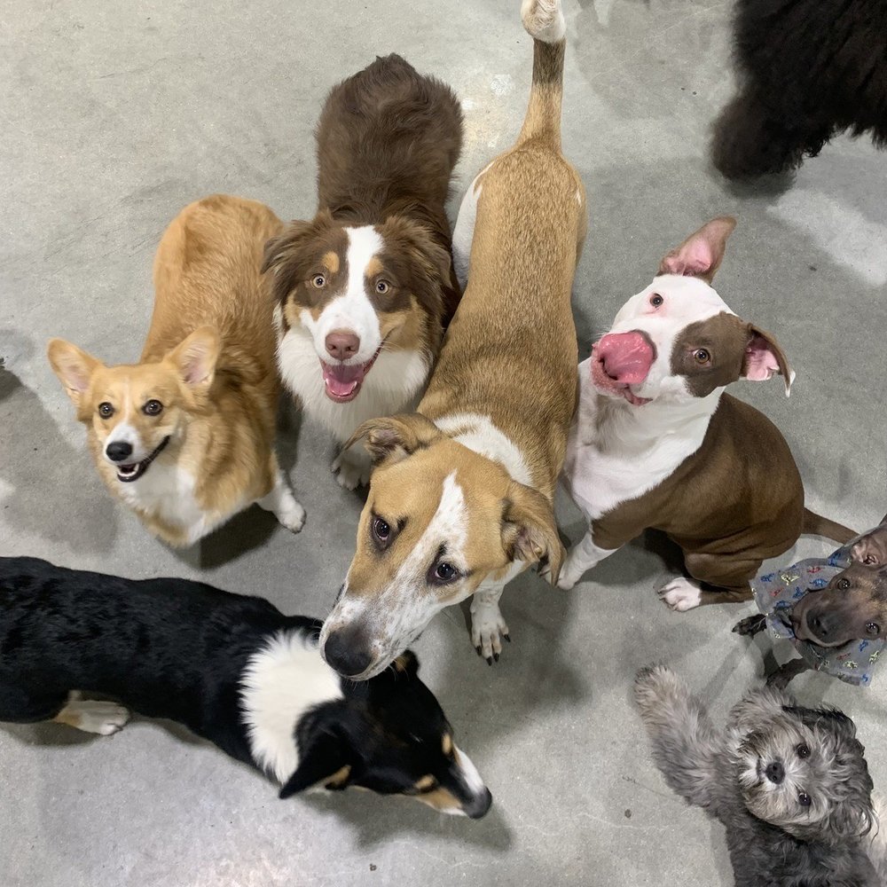 Dogdrop - Pet Sitting Near Me - Los Angeles, California Dogdrop - Pet Sitting Near Me - Los Angeles, California
