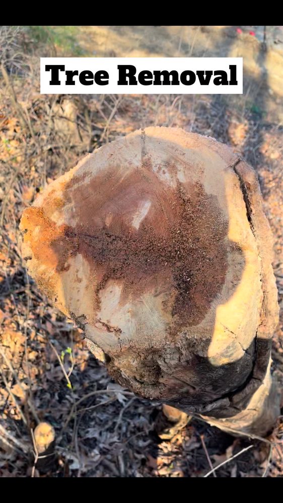 Xavier's Earthworks & Outdoor Services - tree service in Detroit, MI