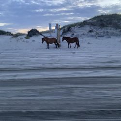 Carova Beach Park and Boat Ramp - Horses